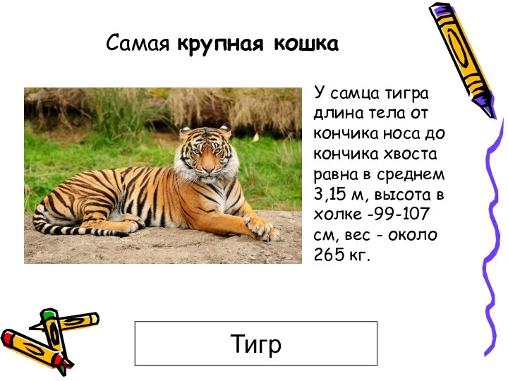 Самая крупная кошка У самца тигра длина тела от кончика
