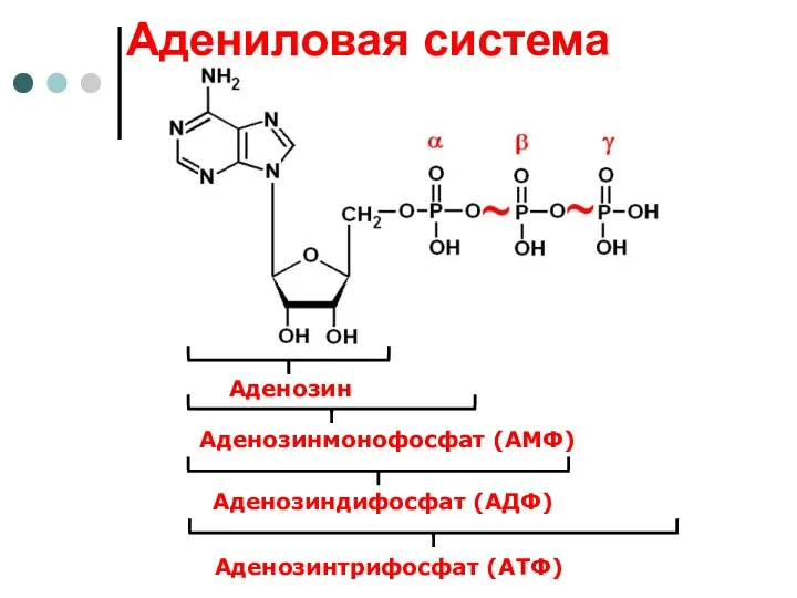 Аденозинмонофосфат (АМФ) Аденозиндифосфат (АДФ) Аденозинтрифосфат (АТФ) Аденозин Адениловая система