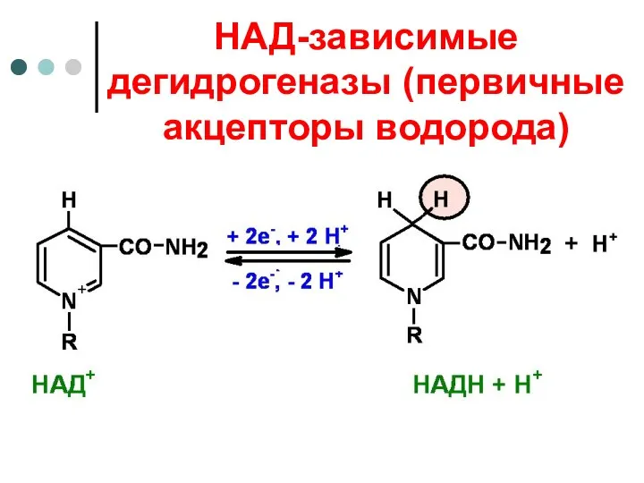 НАД-зависимые дегидрогеназы (первичные акцепторы водорода)