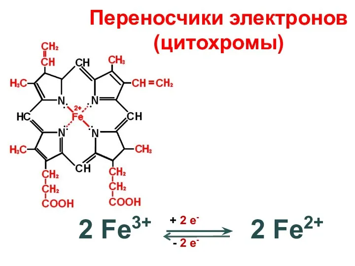 2 Fe3+ 2 Fe2+ + 2 e- - 2 e- Переносчики электронов (цитохромы)