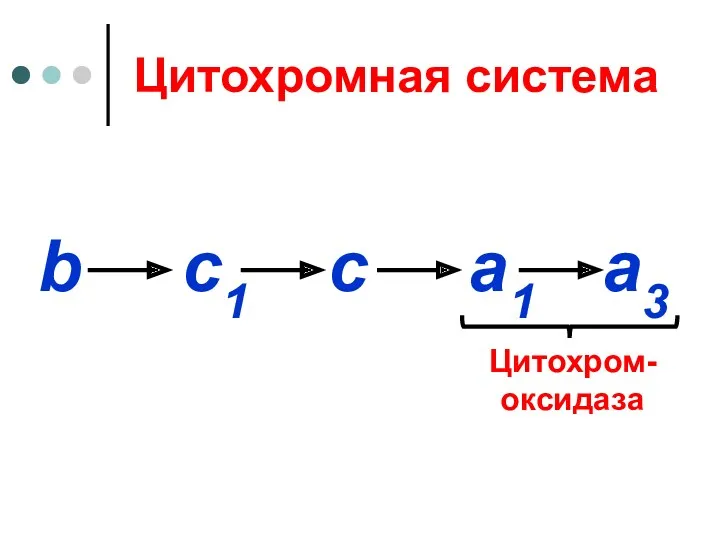 Цитохромная система b c1 c a1 a3 Цитохром-оксидаза