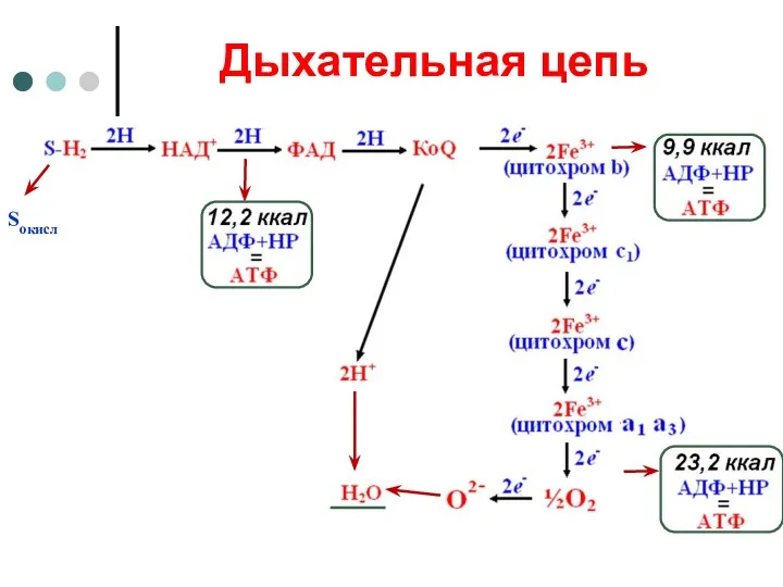 Дыхательная цепь Sокисл