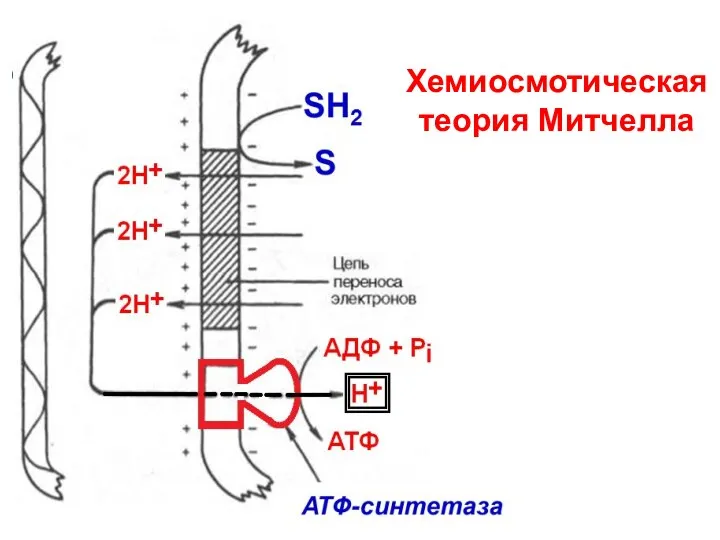 Хемиосмотическая теория Митчелла