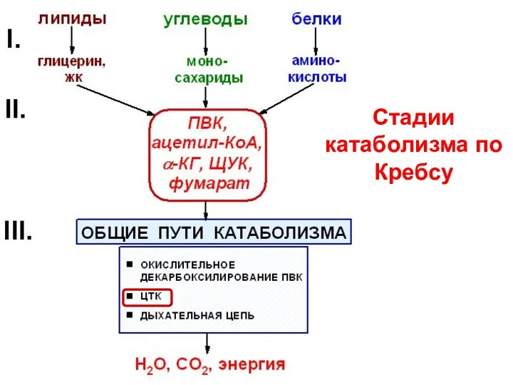 Стадии катаболизма по Кребсу