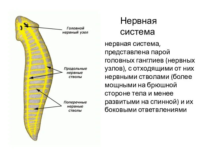 нервная система, представлена парой головных ганглиев (нервных узлов), с отходящими
