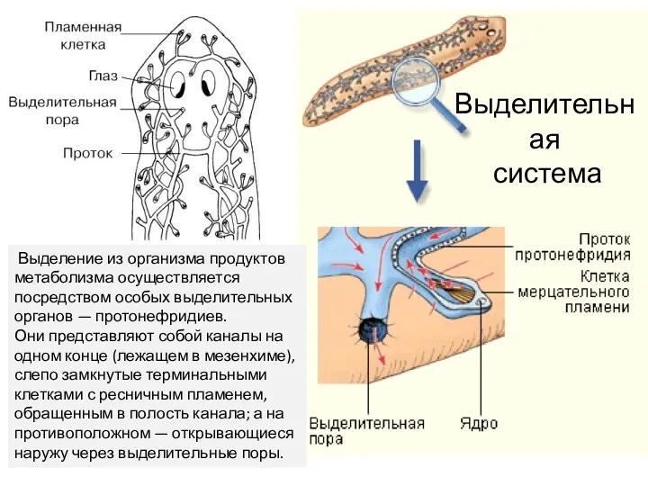 Выделительная система Выделение из организма продуктов метаболизма осуществляется посредством особых