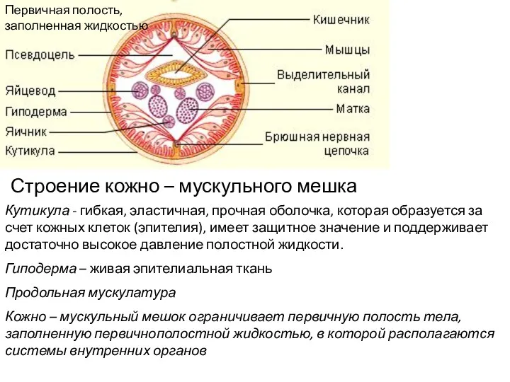 Первичная полость, заполненная жидкостью Кутикула - гибкая, эластичная, прочная оболочка,