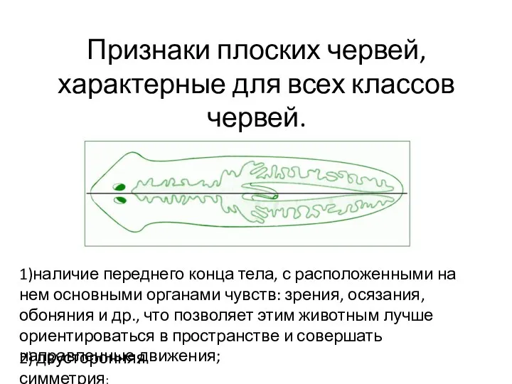 Признаки плоских червей, характерные для всех классов червей. 1)наличие переднего