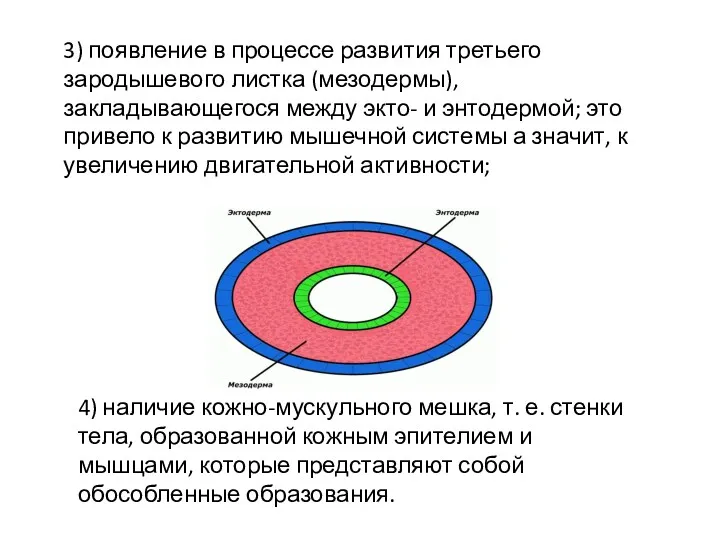 3) появление в процессе развития третьего зародышевого листка (мезодермы), закладывающегося