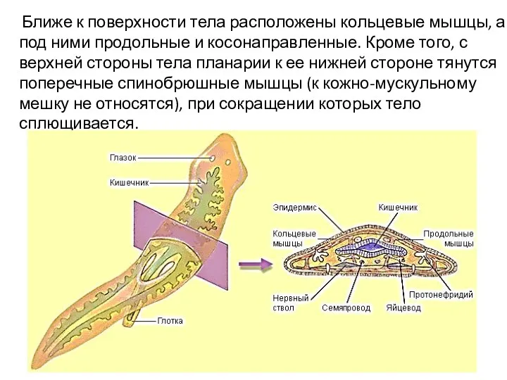 Ближе к поверхности тела расположены кольцевые мышцы, а под ними