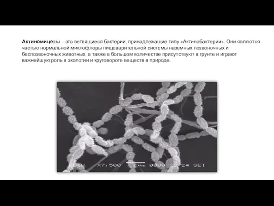 Актиномицеты – это ветвящиеся бактерии, принадлежащие типу «Актинобактерии». Они являются