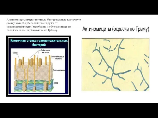 Актиномицеты имеют плотную бактериальную клеточную стенку, которая расположена снаружи от