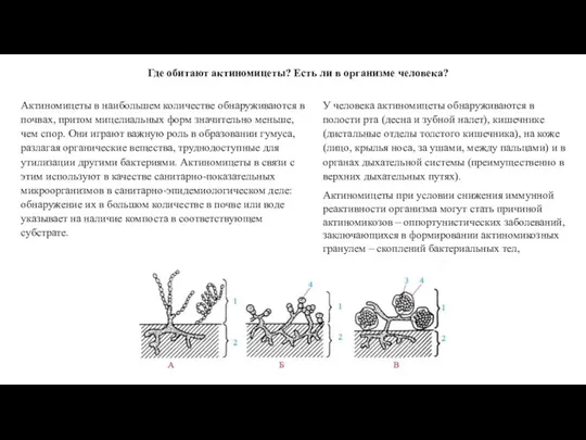 Где обитают актиномицеты? Есть ли в организме человека? Актиномицеты в