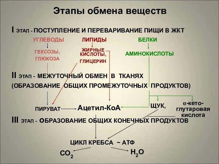 Этапы обмена веществ I ЭТАП - ПОСТУПЛЕНИЕ И ПЕРЕВАРИВАНИЕ ПИЩИ