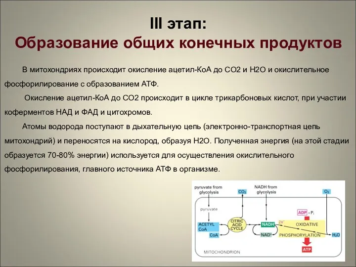 III этап: Образование общих конечных продуктов В митохондриях происходит окисление