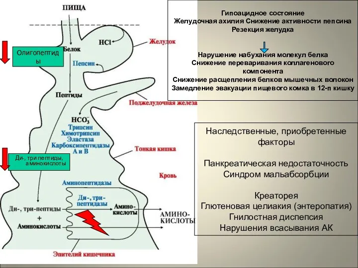 Олигопептиды Ди-, три пептиды, аминокислоты Гипоацидное состояние Желудочная ахилия Снижение