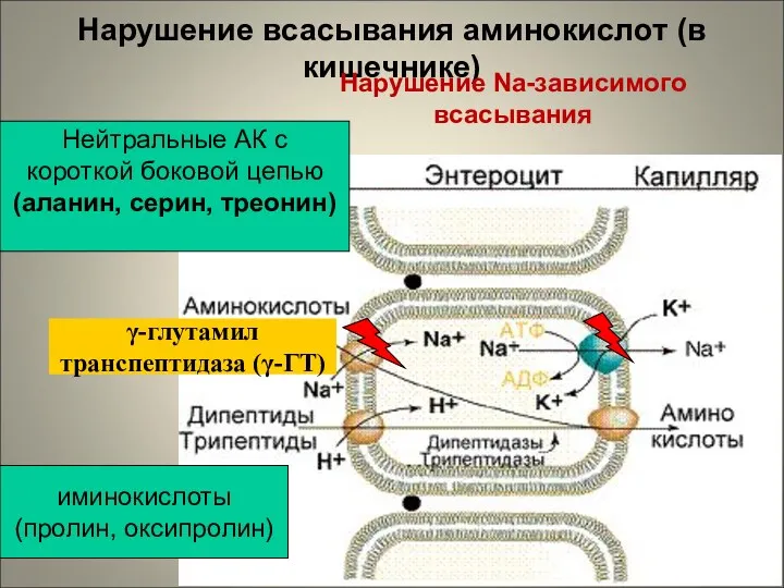 Нарушение всасывания аминокислот (в кишечнике) иминокислоты (пролин, оксипролин) Нейтральные АК