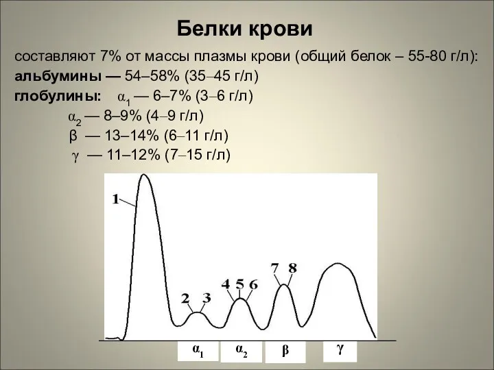 составляют 7% от массы плазмы крови (общий белок – 55-80