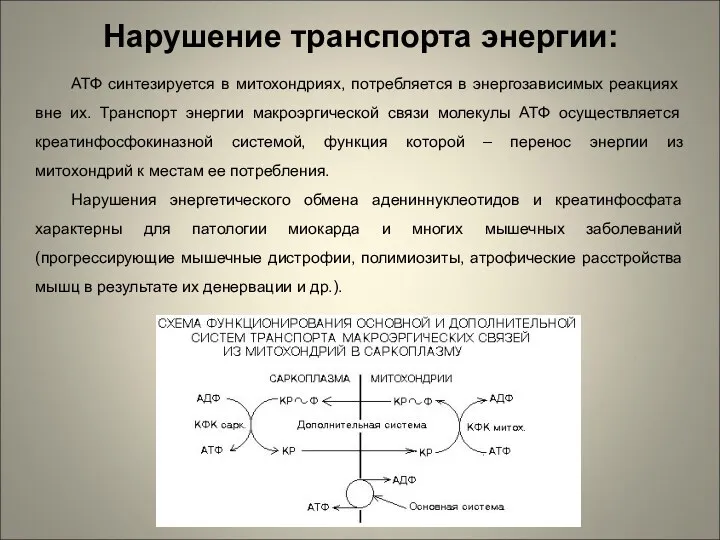 Нарушение транспорта энергии: АТФ синтезируется в митохондриях, потребляется в энергозависимых