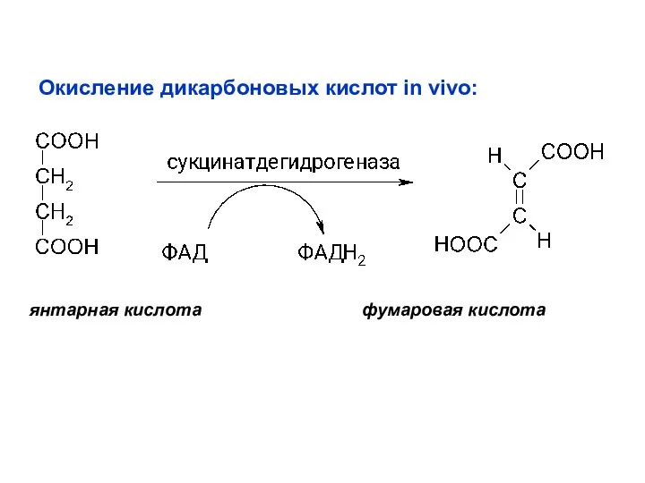 Окисление дикарбоновых кислот in vivo: янтарная кислота фумаровая кислота