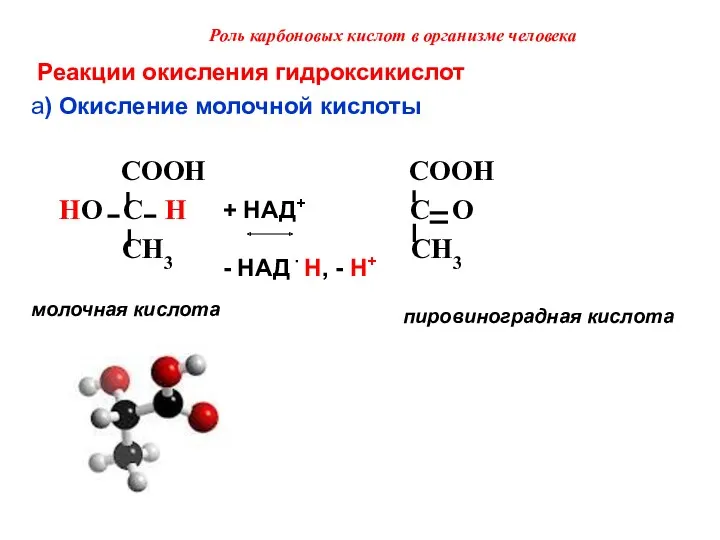 Роль карбоновых кислот в организме человека Реакции окисления гидроксикислот a)