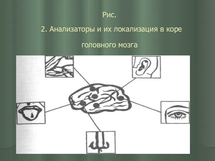 Рис. 2. Анализаторы и их локализация в коре головного мозга
