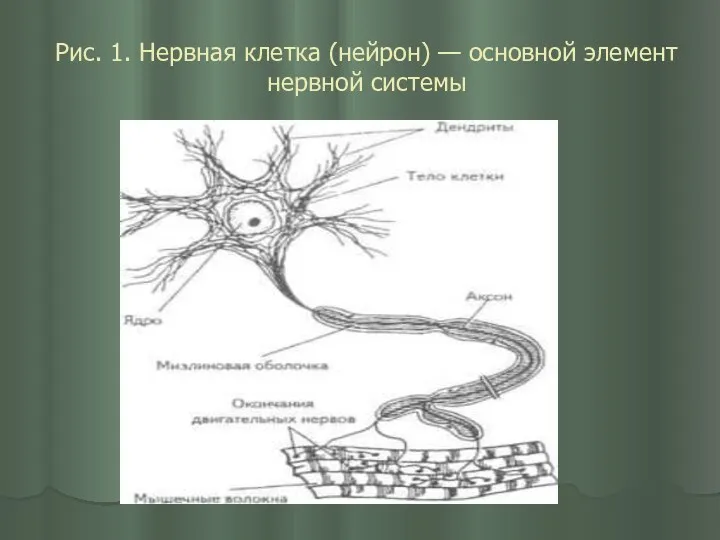 Рис. 1. Нервная клетка (нейрон) — основной элемент нервной системы