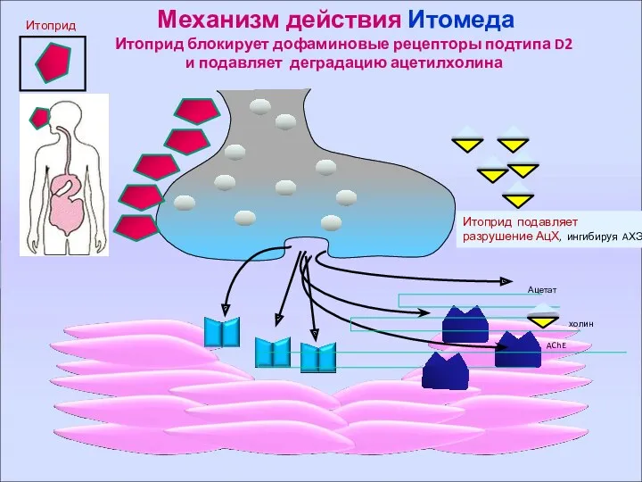 Механизм действия Итомеда Итоприд блокирует дофаминовые рецепторы подтипа D2 и