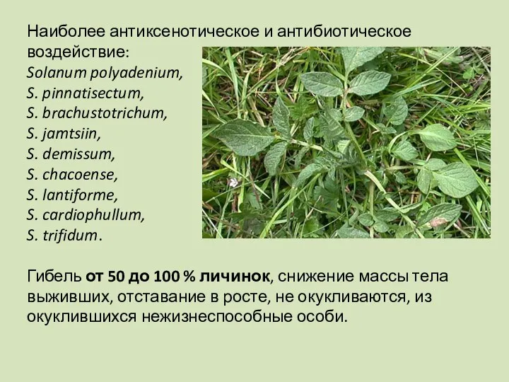 Наиболее антиксенотическое и антибиотическое воздействие: Solanum polyadenium, S. pinnatisectum, S.