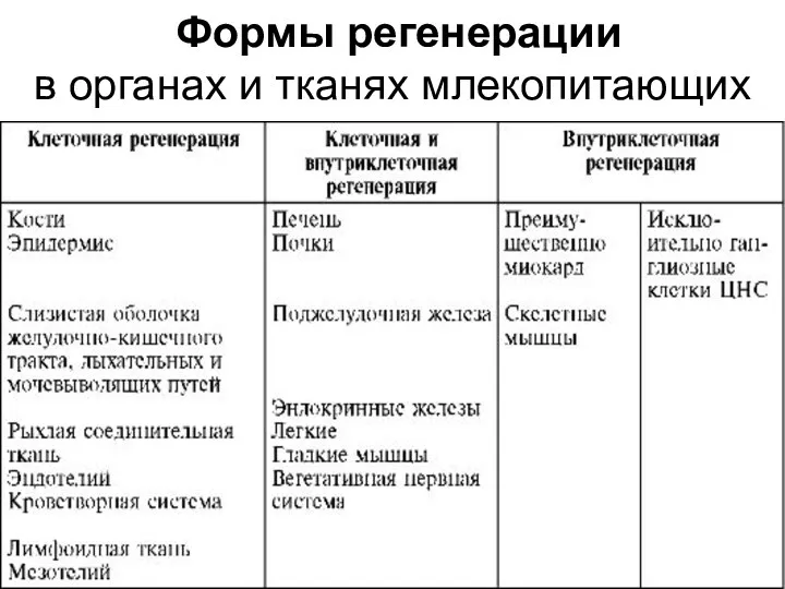 Формы регенерации в органах и тканях млекопитающих