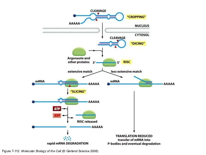 Figure 7-112 Molecular Biology of the Cell (© Garland Science 2008)