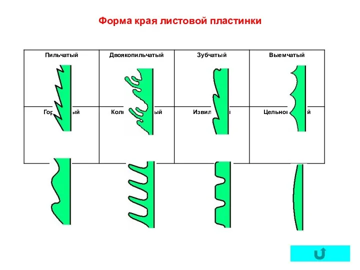 Форма края листовой пластинки