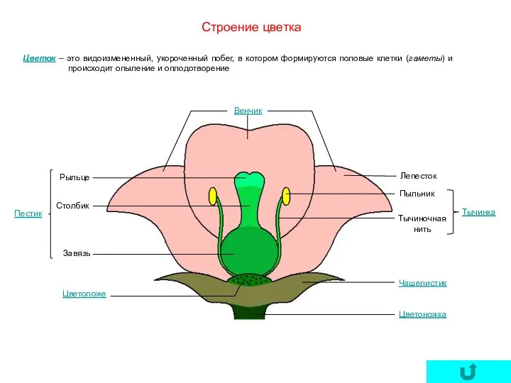 Строение цветка Цветок – это видоизмененный, укороченный побег, в котором