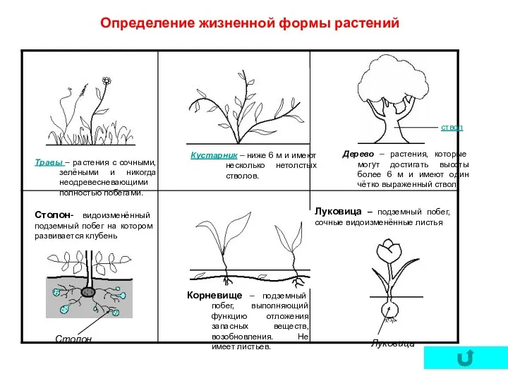 Определение жизненной формы растений Столон- видоизменённый подземный побег на котором развивается клубень