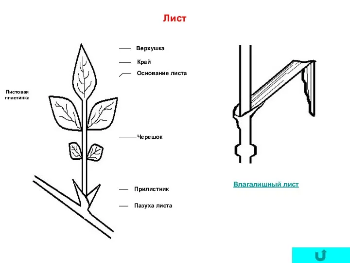Лист Верхушка Край Основание листа Черешок Прилистник Пазуха листа Листовая пластинка Влагалищный лист