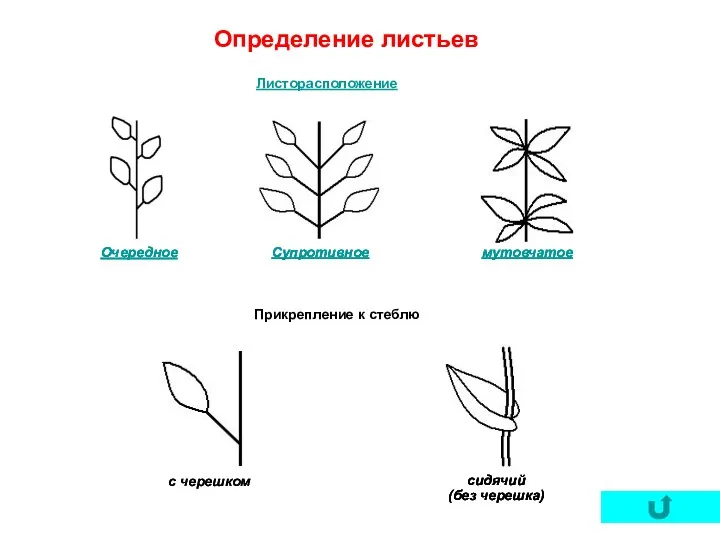 Определение листьев Листорасположение Прикрепление к стеблю Очередное мутовчатое