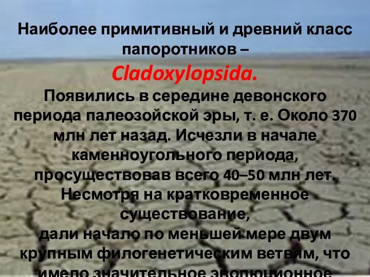 Наиболее примитивный и древний класс папоротников – Cladoxylopsida. Появились в середине девонского периода