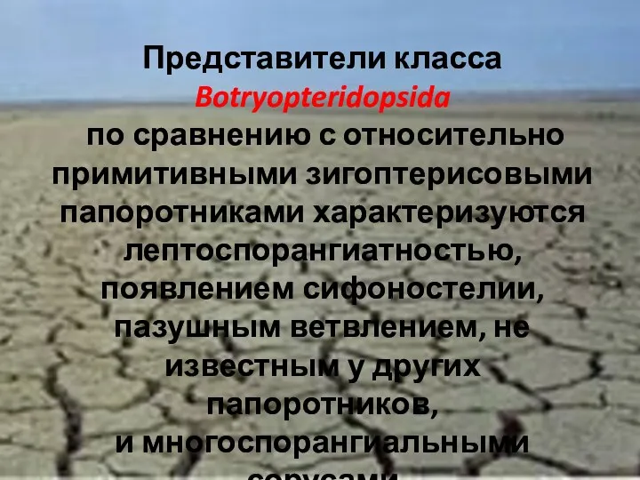 Представители класса Botryopteridopsida по сравнению с относительно примитивными зигоптерисовыми папоротниками характеризуются лептоспорангиатностью, появлением