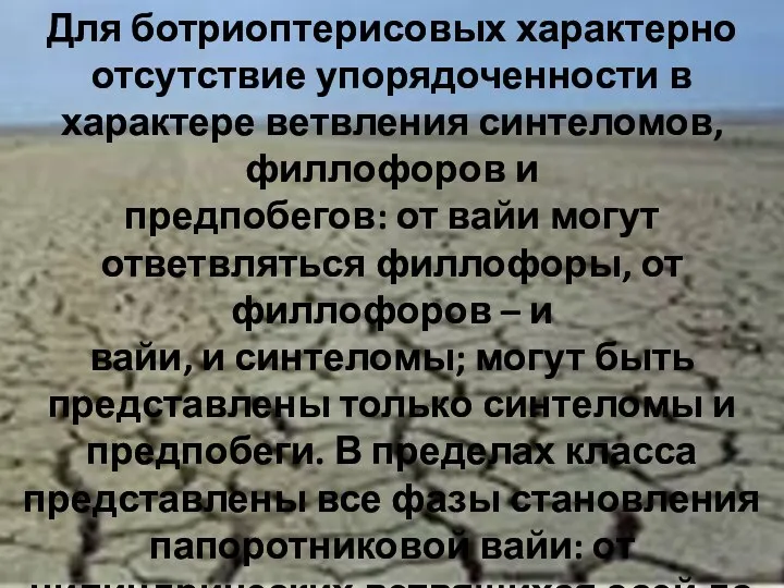 Для ботриоптерисовых характерно отсутствие упорядоченности в характере ветвления синтеломов, филлофоров и предпобегов: от