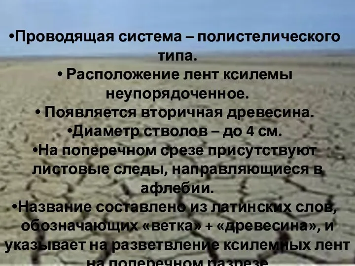 Проводящая система – полистелического типа. Расположение лент ксилемы неупорядоченное. Появляется