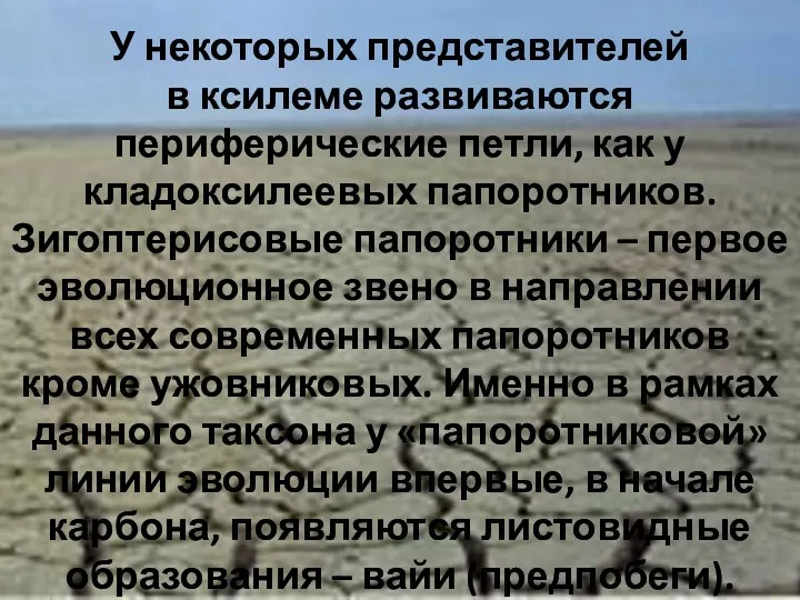 У некоторых представителей в ксилеме развиваются периферические петли, как у кладоксилеевых папоротников. Зигоптерисовые