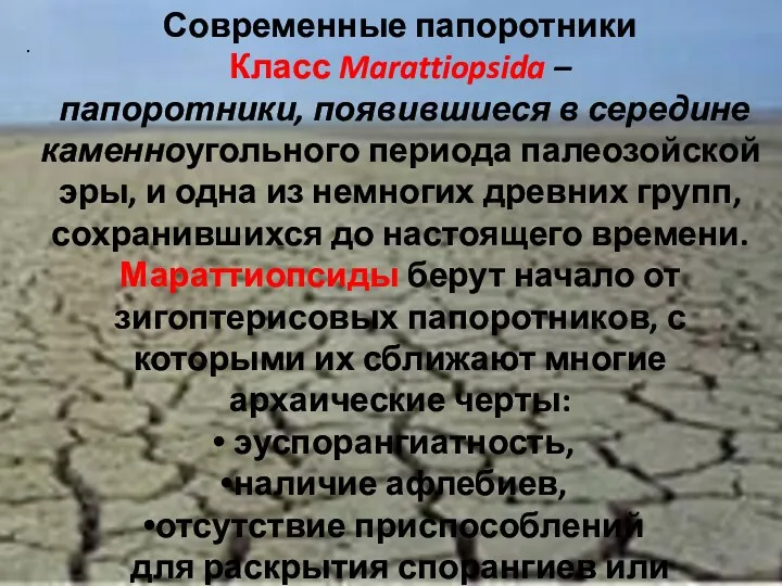 . Современные папоротники Класс Marattiopsida – папоротники, появившиеся в середине каменноугольного периода палеозойской