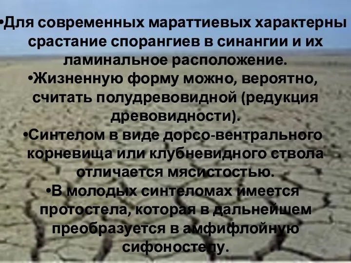 Для современных мараттиевых характерны срастание спорангиев в синангии и их ламинальное расположение. Жизненную