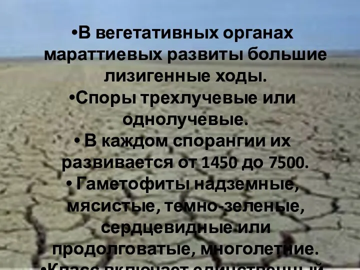 В вегетативных органах мараттиевых развиты большие лизигенные ходы. Споры трехлучевые