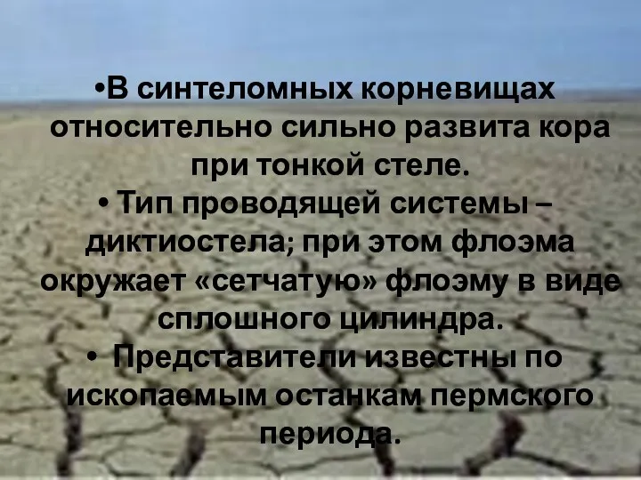 В синтеломных корневищах относительно сильно развита кора при тонкой стеле. Тип проводящей системы