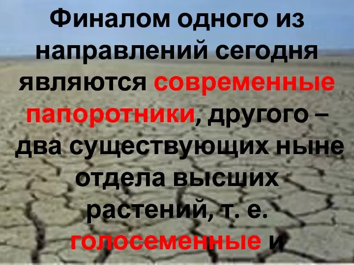 Финалом одного из направлений сегодня являются современные папоротники, другого –