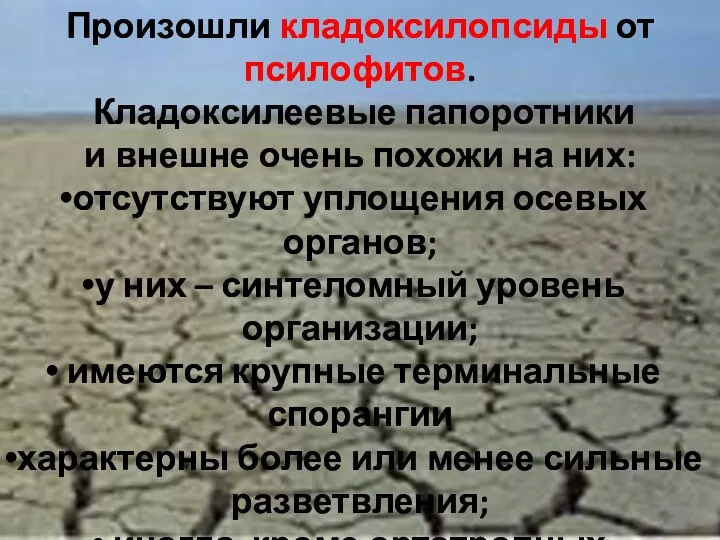 Произошли кладоксилопсиды от псилофитов. Кладоксилеевые папоротники и внешне очень похожи