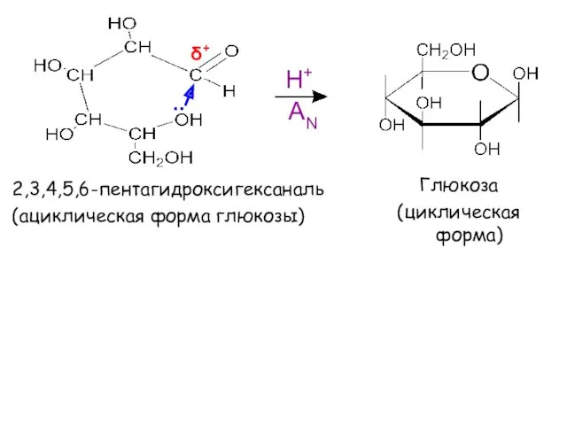 Глюкоза (циклическая форма) Н+ .. δ+ 2,3,4,5,6-пентагидроксигексаналь (ациклическая форма глюкозы) AN