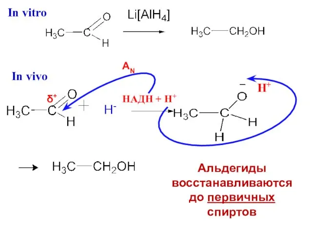 δ+ AN Н+ Альдегиды восстанавливаются до первичных спиртов НАДН + Н+ In vitro In vivo
