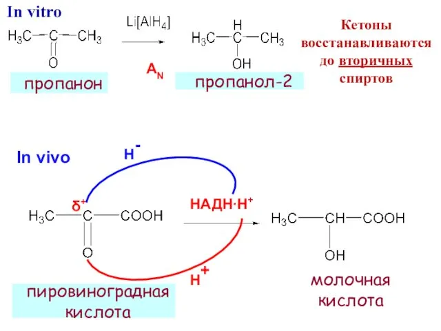 НАДН∙Н+ Н- Н+ In vivo пировиноградная кислота δ+ пропанол-2 пропанон AN молочная кислота